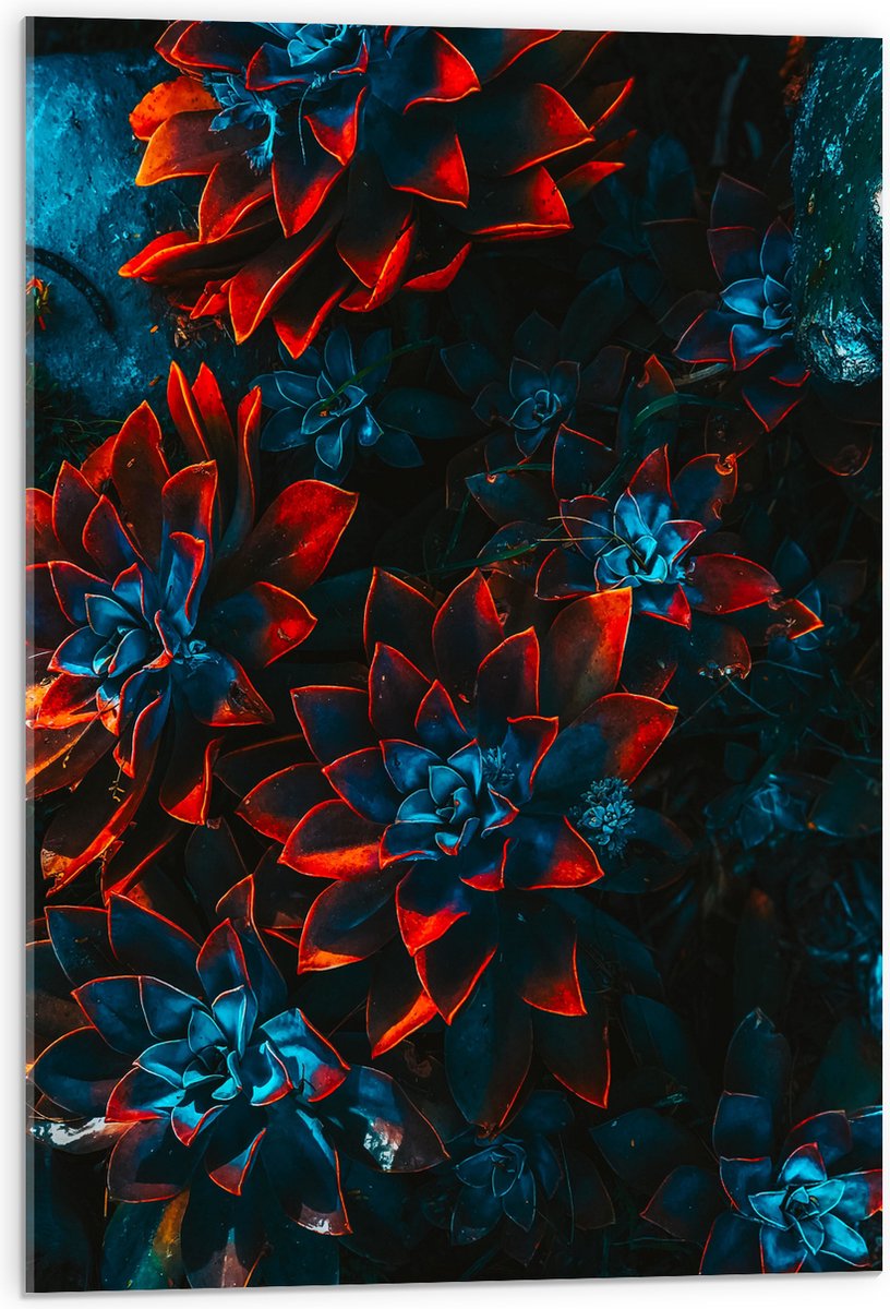 Acrylglas - Blauwe Echeveria Struik met Rode Details op Planten - 50x75 cm Foto op Acrylglas (Met Ophangsysteem)