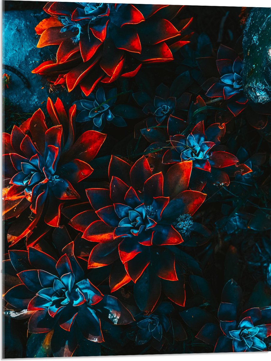 Acrylglas - Blauwe Echeveria Struik met Rode Details op Planten - 60x80 cm Foto op Acrylglas (Wanddecoratie op Acrylaat)
