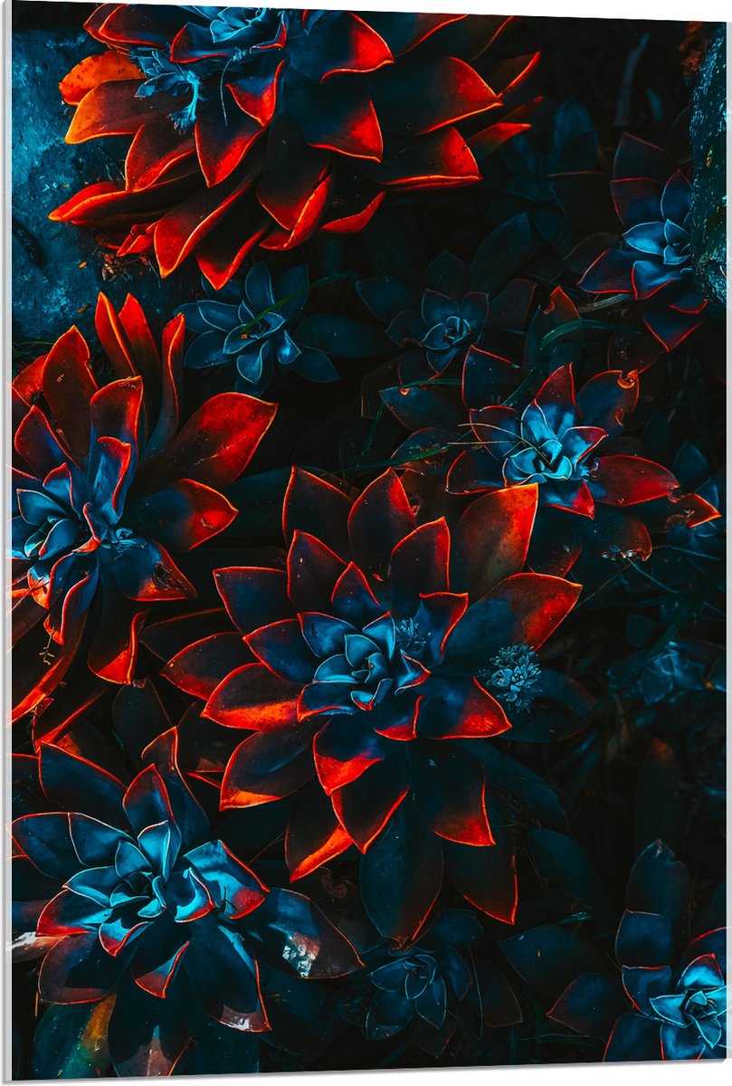 Acrylglas - Blauwe Echeveria Struik met Rode Details op Planten - 60x90 cm Foto op Acrylglas (Met Ophangsysteem)