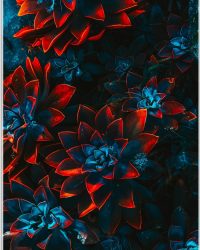 Acrylglas - Blauwe Echeveria Struik met Rode Details op Planten - 60x90 cm Foto op Acrylglas (Wanddecoratie op Acrylaat)