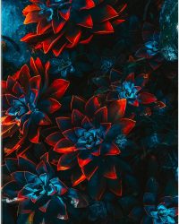 Acrylglas - Blauwe Echeveria Struik met Rode Details op Planten - 75x100 cm Foto op Acrylglas (Met Ophangsysteem)