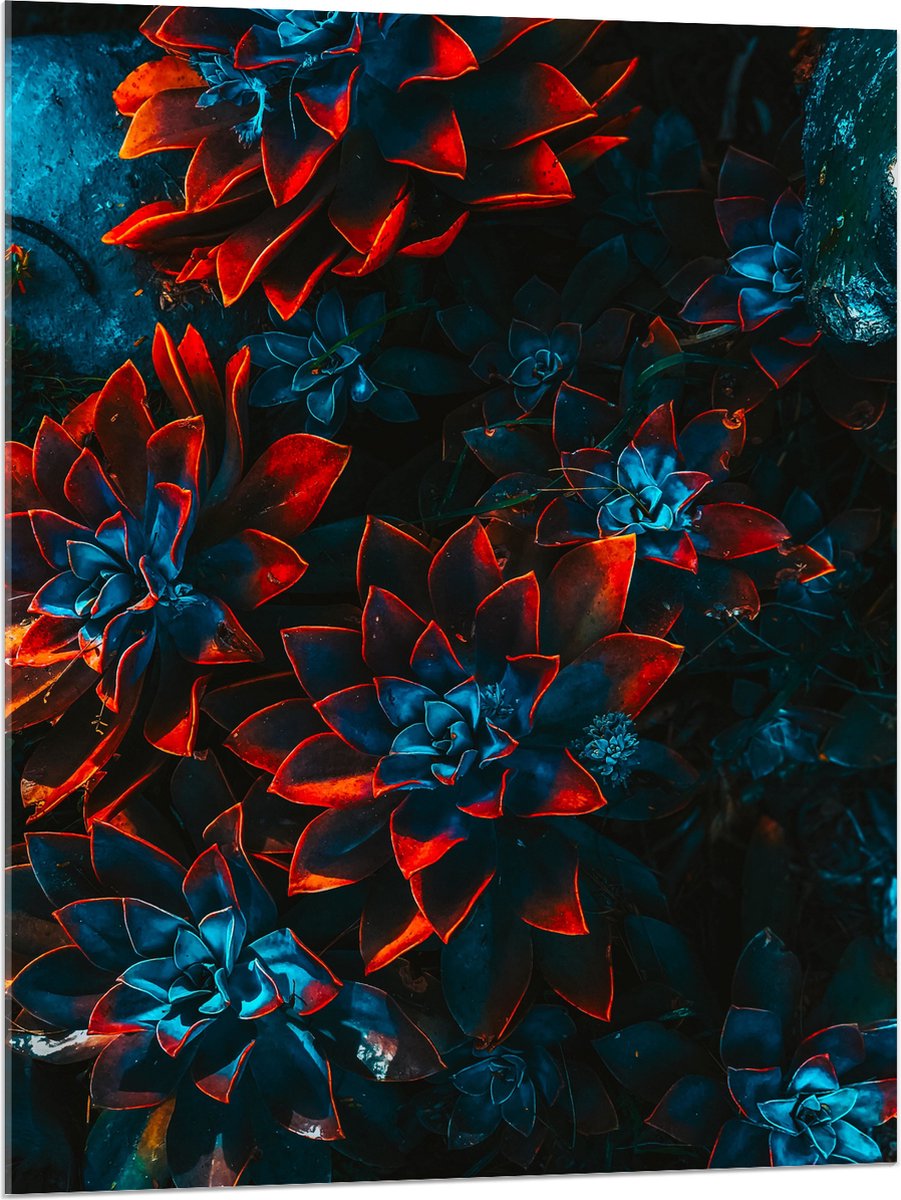 Acrylglas - Blauwe Echeveria Struik met Rode Details op Planten - 75x100 cm Foto op Acrylglas (Met Ophangsysteem)