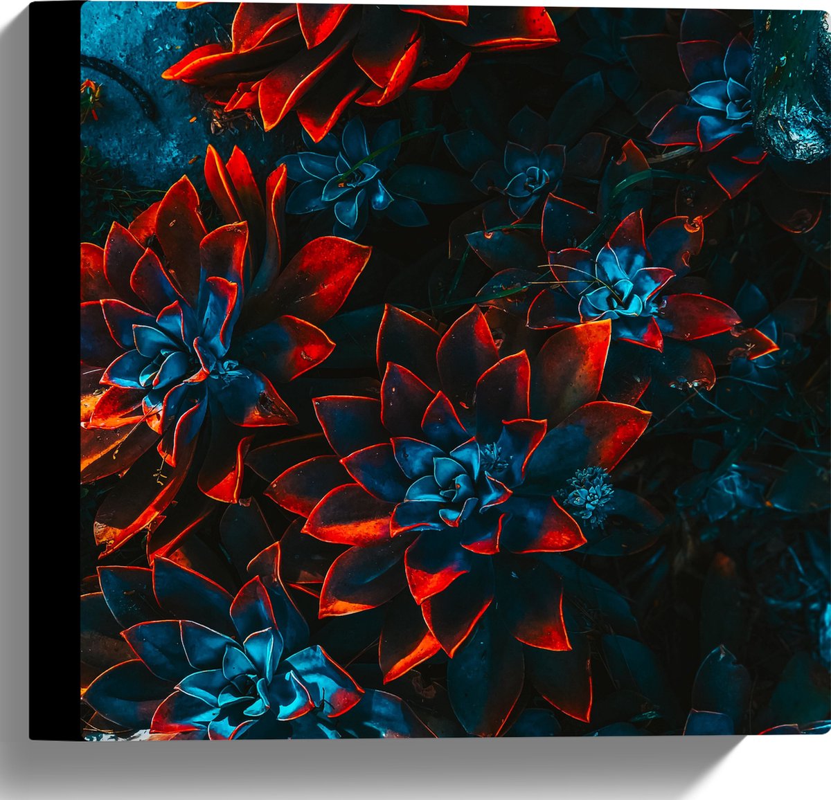 Canvas - Blauwe Echeveria Struik met Rode Details op Planten - 30x30 cm Foto op Canvas Schilderij (Wanddecoratie op Canvas)