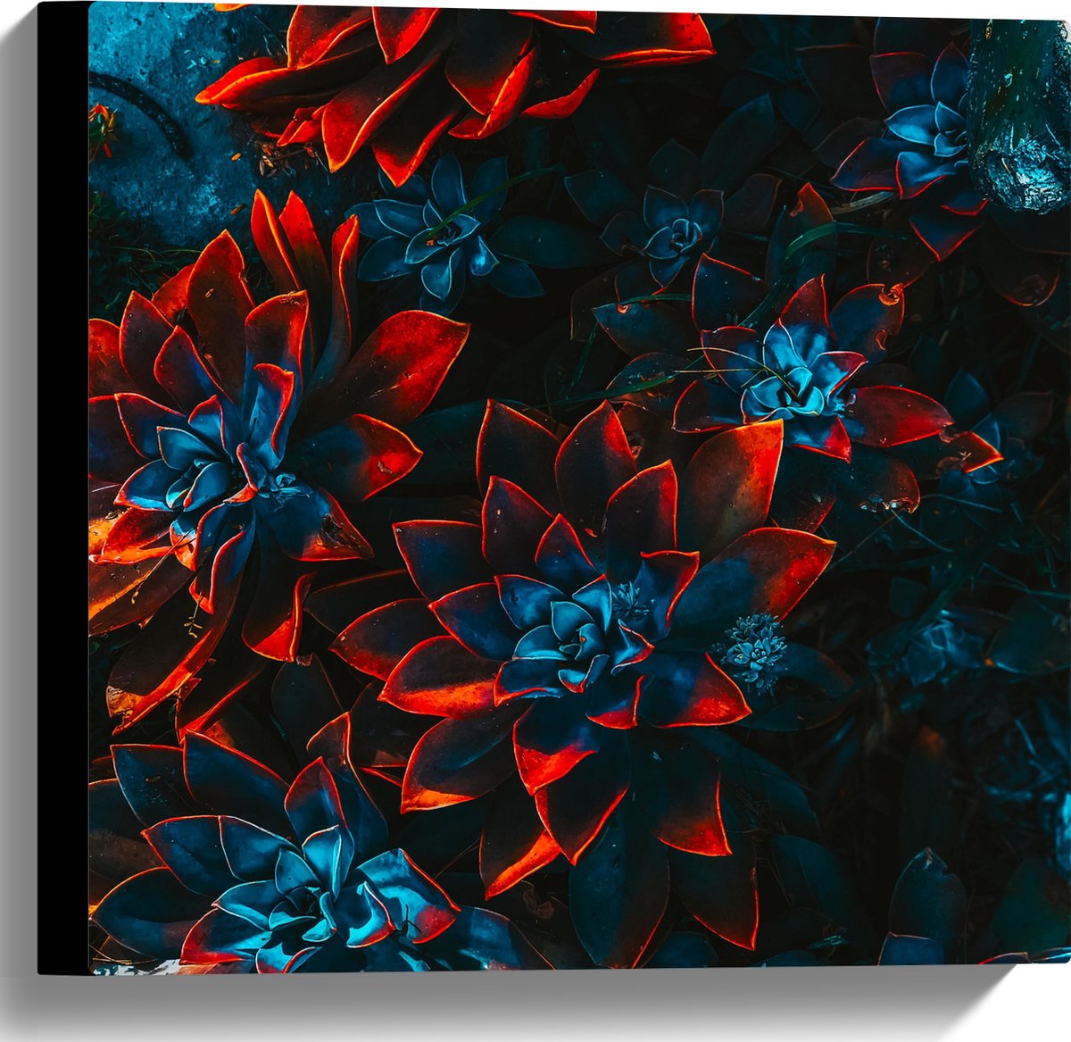 Canvas - Blauwe Echeveria Struik met Rode Details op Planten - 40x40 cm Foto op Canvas Schilderij (Wanddecoratie op Canvas)