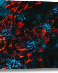 Canvas - Blauwe Echeveria Struik met Rode Details op Planten - 60x60 cm Foto op Canvas Schilderij (Wanddecoratie op Canvas)