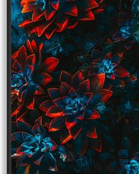 Canvas - Blauwe Echeveria Struik met Rode Details op Planten - 60x90 cm Foto op Canvas Schilderij (Wanddecoratie op Canvas)