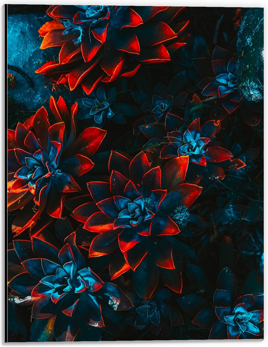 Dibond - Blauwe Echeveria Struik met Rode Details op Planten - 30x40 cm Foto op Aluminium (Wanddecoratie van metaal)