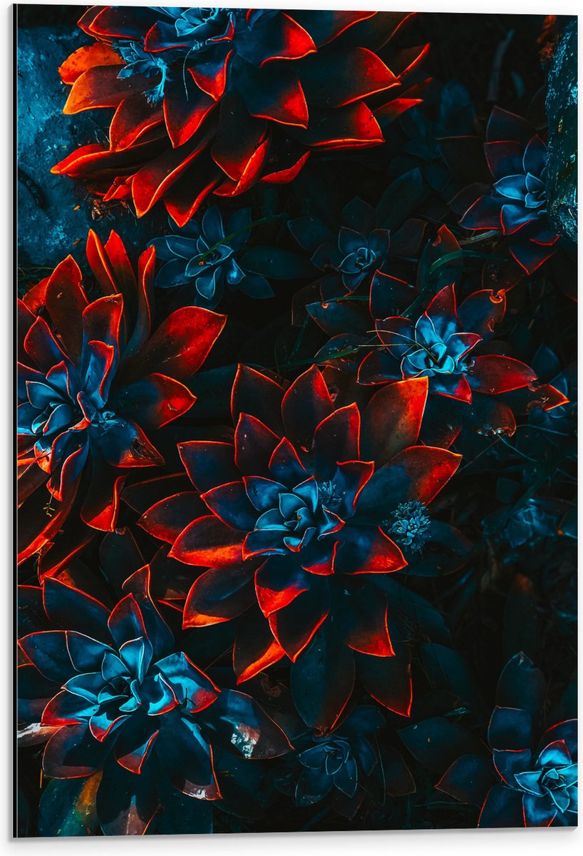 Dibond - Blauwe Echeveria Struik met Rode Details op Planten - 40x60 cm Foto op Aluminium (Met Ophangsysteem)