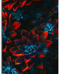 Dibond - Blauwe Echeveria Struik met Rode Details op Planten - 50x100 cm Foto op Aluminium (Wanddecoratie van metaal)