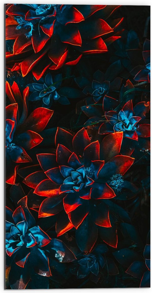 Dibond - Blauwe Echeveria Struik met Rode Details op Planten - 50x100 cm Foto op Aluminium (Wanddecoratie van metaal)