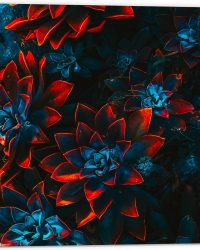 Dibond - Blauwe Echeveria Struik met Rode Details op Planten - 50x50 cm Foto op Aluminium (Met Ophangsysteem)