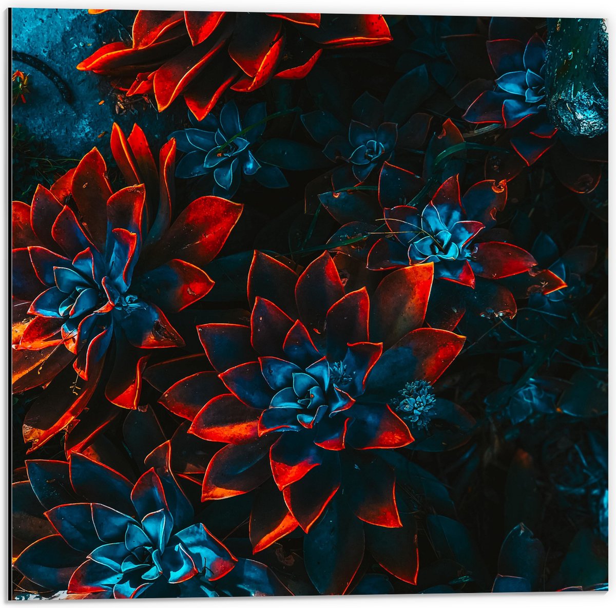 Dibond - Blauwe Echeveria Struik met Rode Details op Planten - 50x50 cm Foto op Aluminium (Met Ophangsysteem)