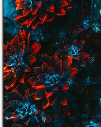 Dibond - Blauwe Echeveria Struik met Rode Details op Planten - 50x75 cm Foto op Aluminium (Met Ophangsysteem)