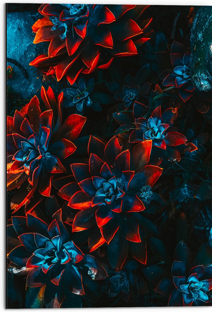 Dibond - Blauwe Echeveria Struik met Rode Details op Planten - 50x75 cm Foto op Aluminium (Wanddecoratie van metaal)