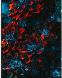 Dibond - Blauwe Echeveria Struik met Rode Details op Planten - 60x80 cm Foto op Aluminium (Met Ophangsysteem)