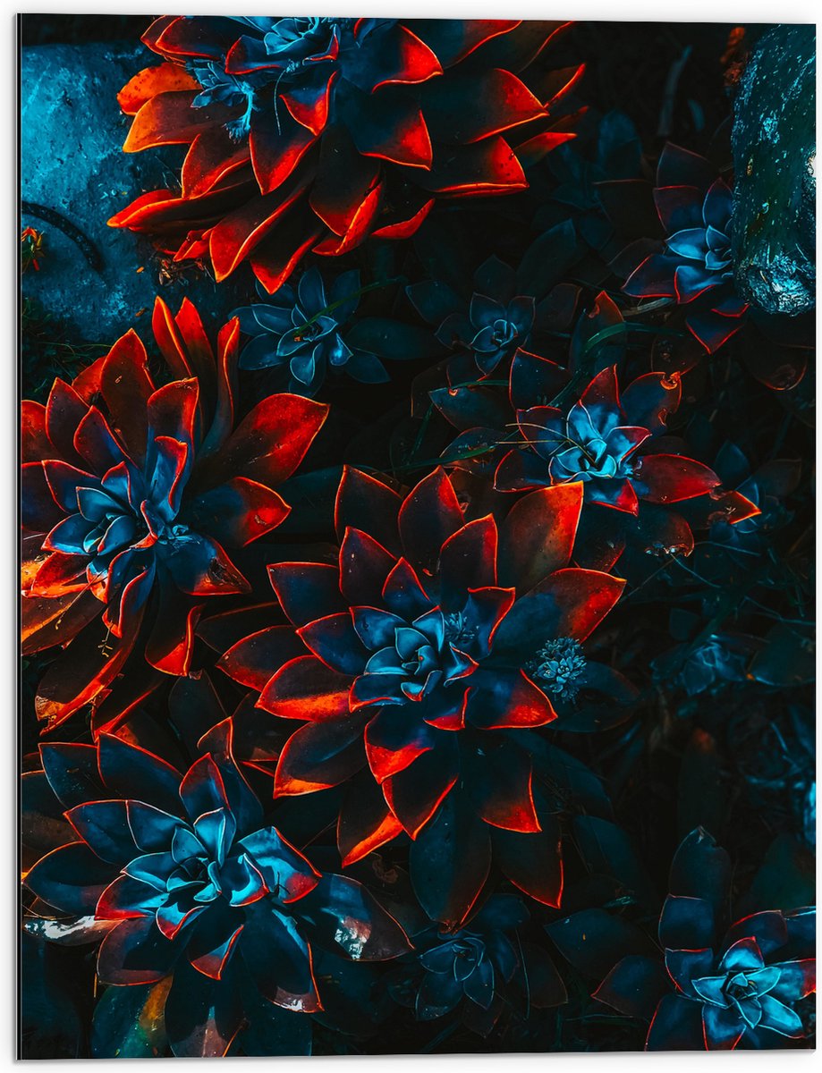 Dibond - Blauwe Echeveria Struik met Rode Details op Planten - 60x80 cm Foto op Aluminium (Wanddecoratie van metaal)