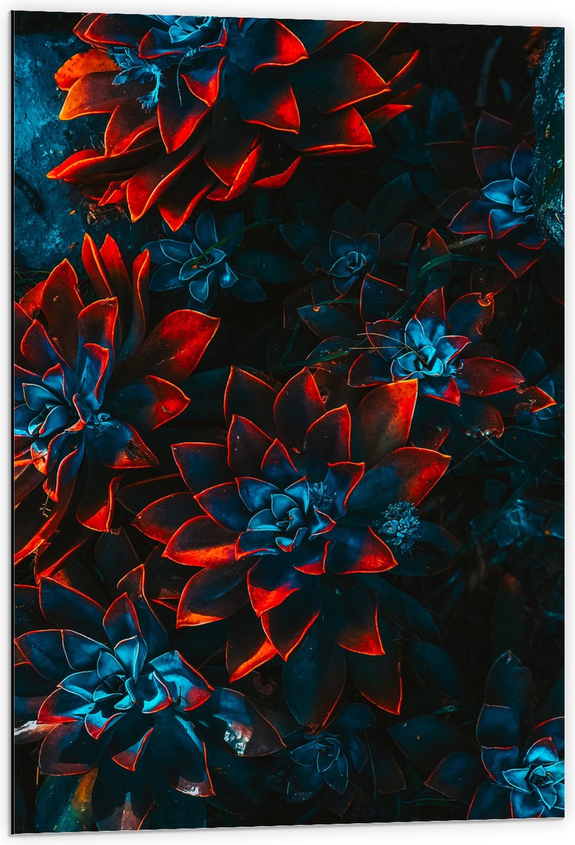 Dibond - Blauwe Echeveria Struik met Rode Details op Planten - 60x90 cm Foto op Aluminium (Met Ophangsysteem)