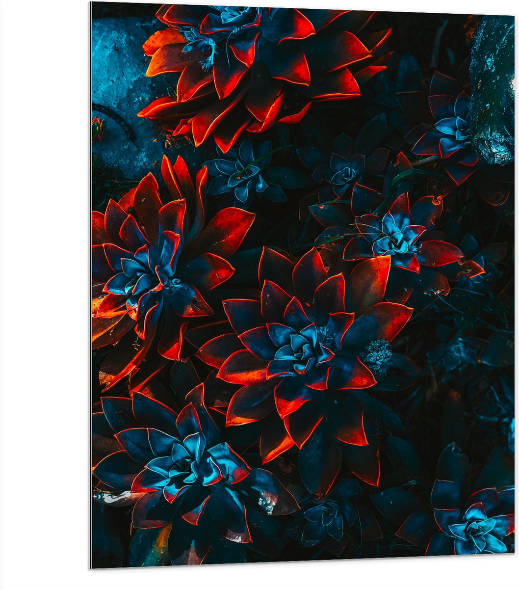 Dibond - Blauwe Echeveria Struik met Rode Details op Planten - 75x100 cm Foto op Aluminium (Met Ophangsysteem)