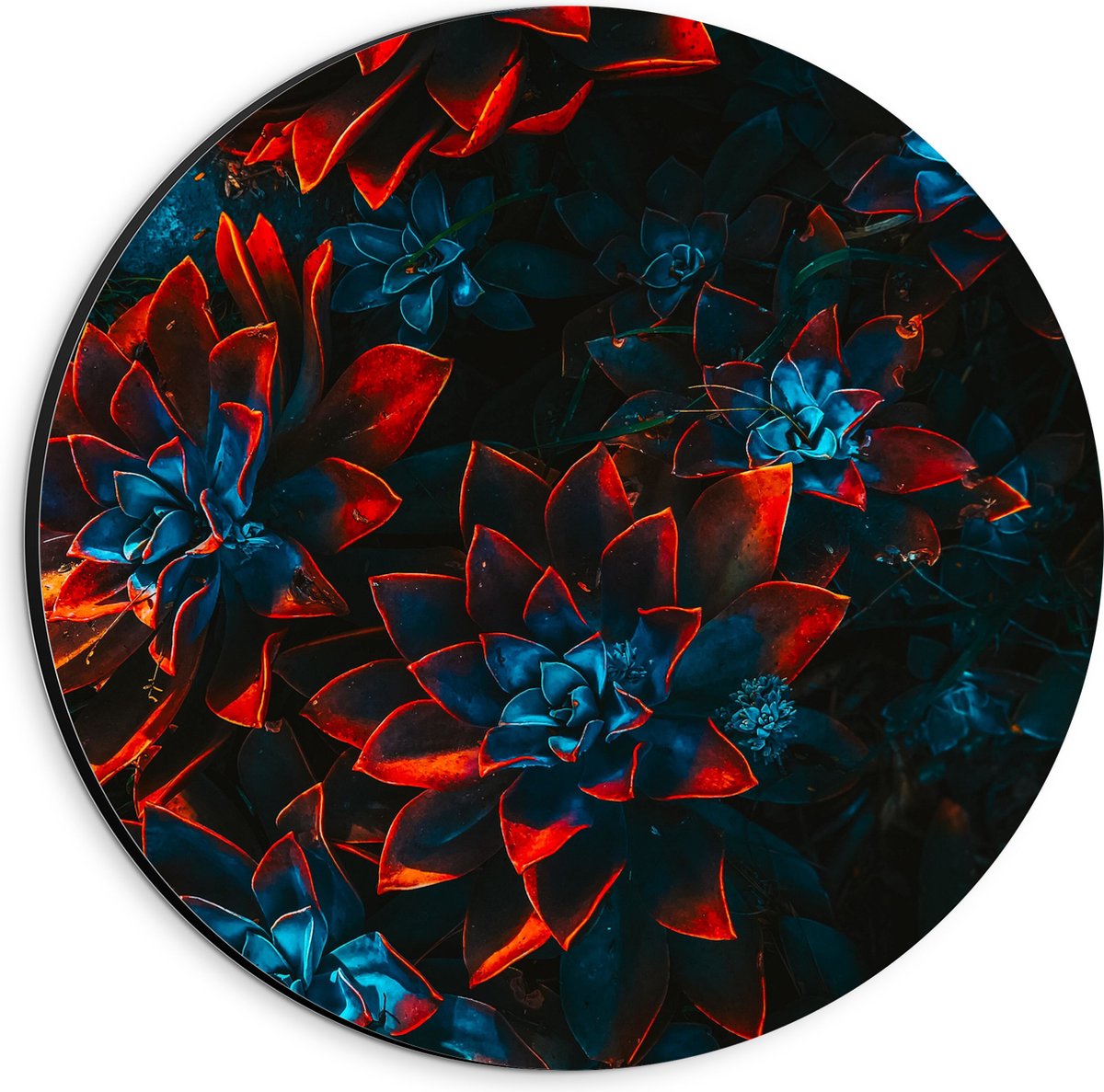 Dibond Muurcirkel - Blauwe Echeveria Struik met Rode Details op Planten - 20x20 cm Foto op Aluminium Muurcirkel (met ophangsysteem)