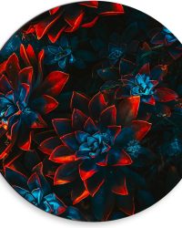 Dibond Muurcirkel - Blauwe Echeveria Struik met Rode Details op Planten - 30x30 cm Foto op Aluminium Muurcirkel (met ophangsysteem)