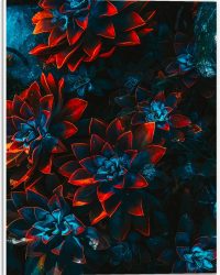 PVC Schuimplaat- Blauwe Echeveria Struik met Rode Details op Planten - 30x40 cm Foto op PVC Schuimplaat