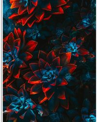 PVC Schuimplaat- Blauwe Echeveria Struik met Rode Details op Planten - 40x60 cm Foto op PVC Schuimplaat