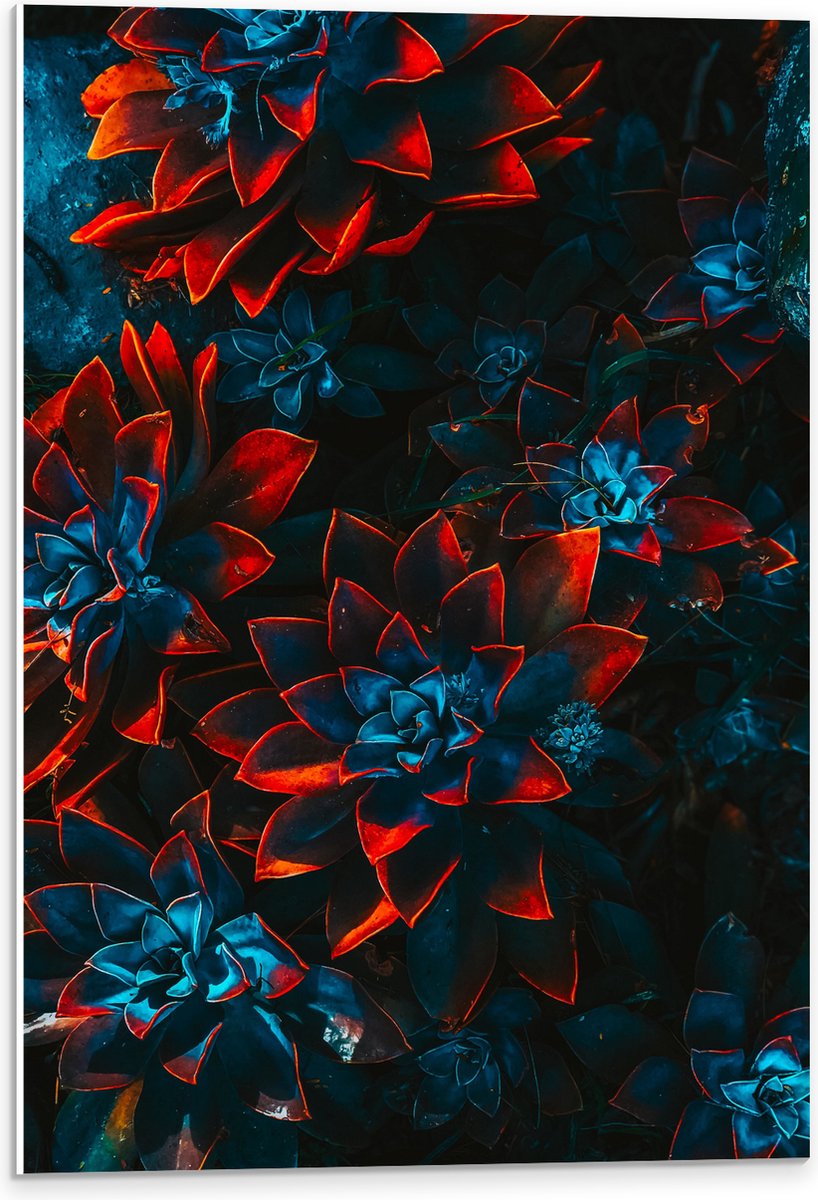 PVC Schuimplaat - Blauwe Echeveria Struik met Rode Details op Planten - 40x60 cm Foto op PVC Schuimplaat (Met Ophangsysteem)