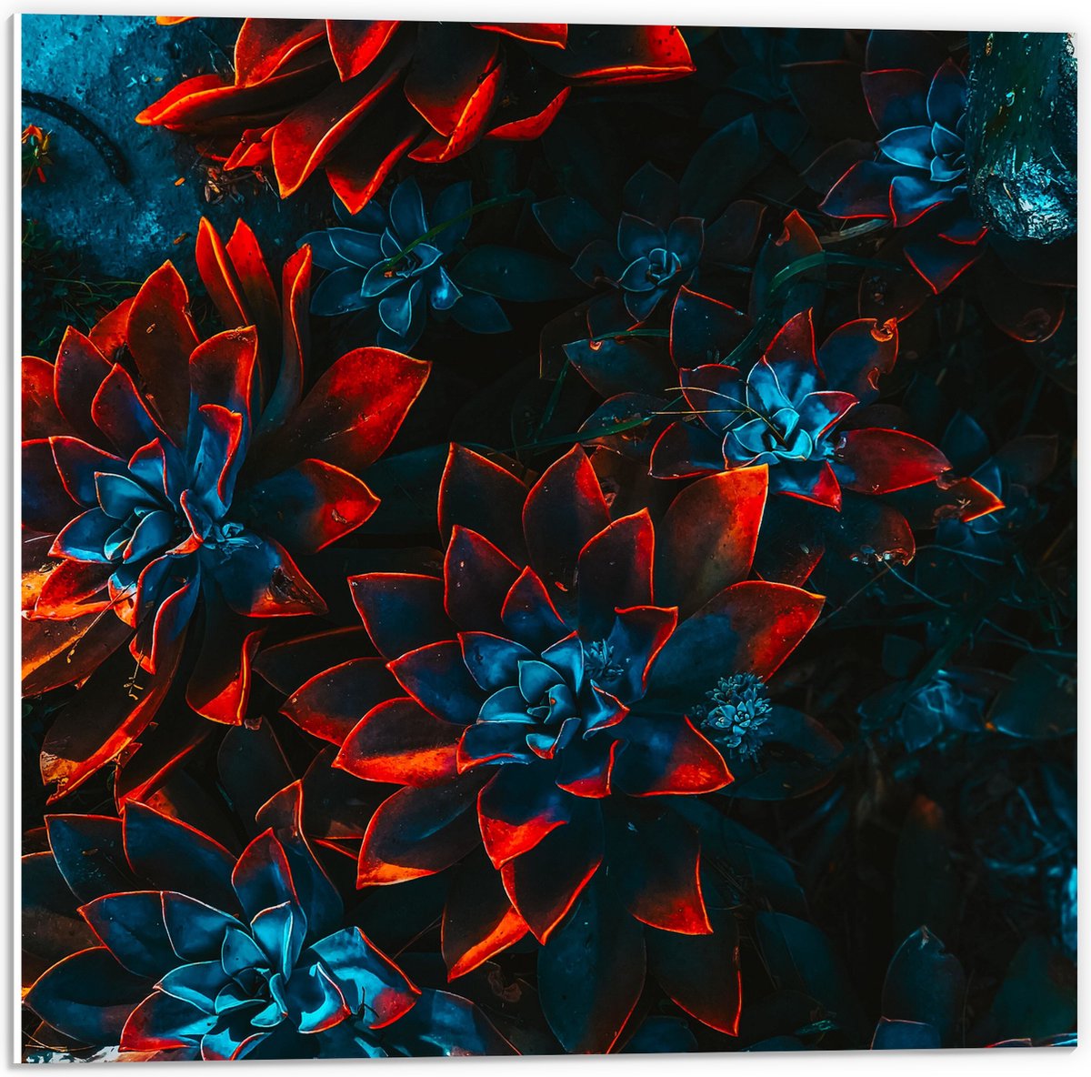 PVC Schuimplaat - Blauwe Echeveria Struik met Rode Details op Planten - 50x50 cm Foto op PVC Schuimplaat (Met Ophangsysteem)