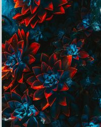 PVC Schuimplaat- Blauwe Echeveria Struik met Rode Details op Planten - 50x75 cm Foto op PVC Schuimplaat