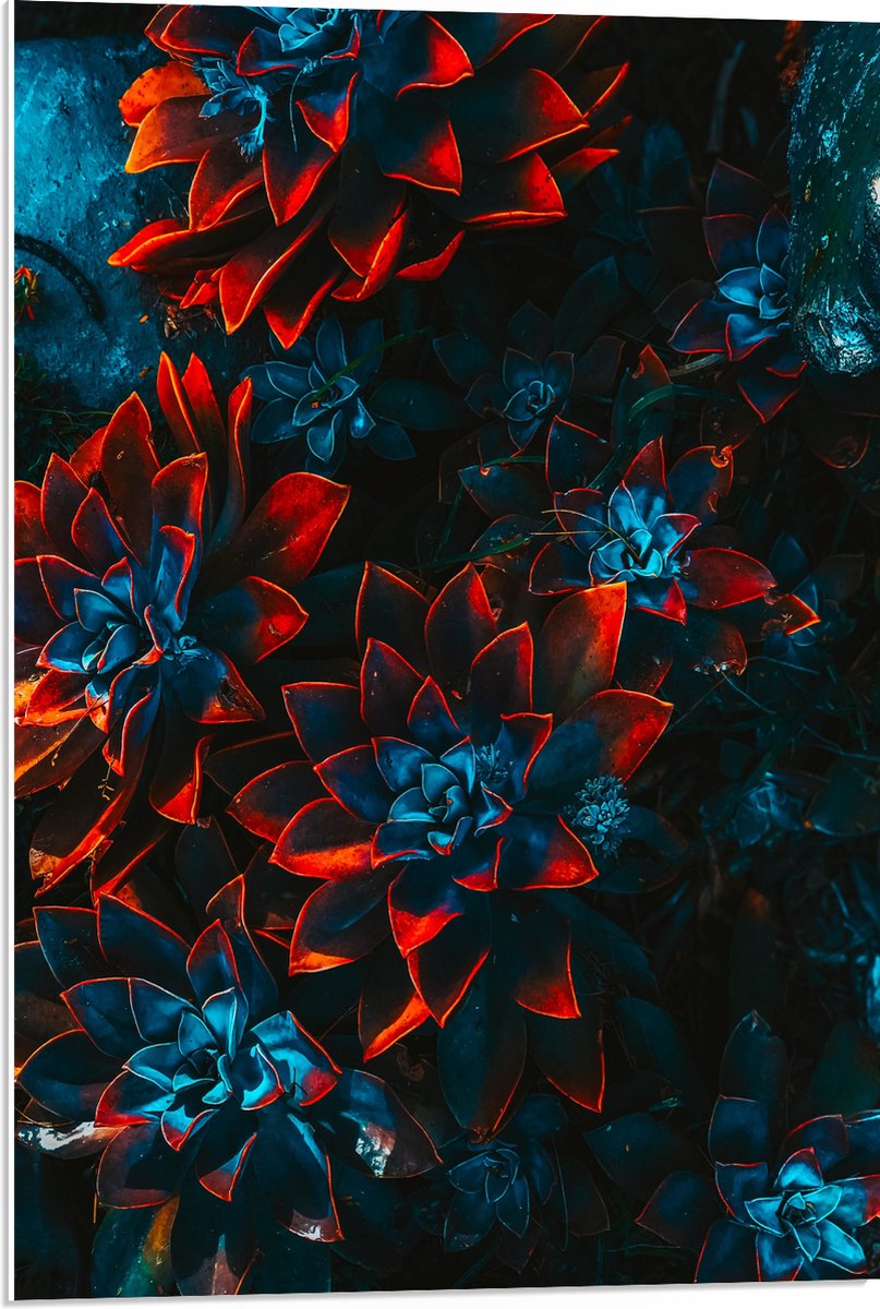 PVC Schuimplaat - Blauwe Echeveria Struik met Rode Details op Planten - 50x75 cm Foto op PVC Schuimplaat (Met Ophangsysteem)