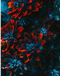 PVC Schuimplaat- Blauwe Echeveria Struik met Rode Details op Planten - 60x80 cm Foto op PVC Schuimplaat