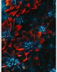 PVC Schuimplaat - Blauwe Echeveria Struik met Rode Details op Planten - 60x90 cm Foto op PVC Schuimplaat (Met Ophangsysteem)