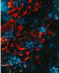 PVC Schuimplaat- Blauwe Echeveria Struik met Rode Details op Planten - 75x100 cm Foto op PVC Schuimplaat