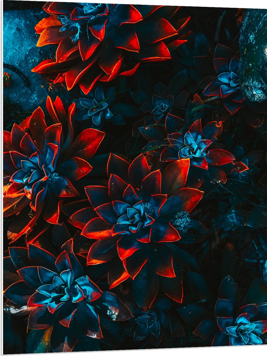 PVC Schuimplaat - Blauwe Echeveria Struik met Rode Details op Planten - 75x100 cm Foto op PVC Schuimplaat (Met Ophangsysteem)