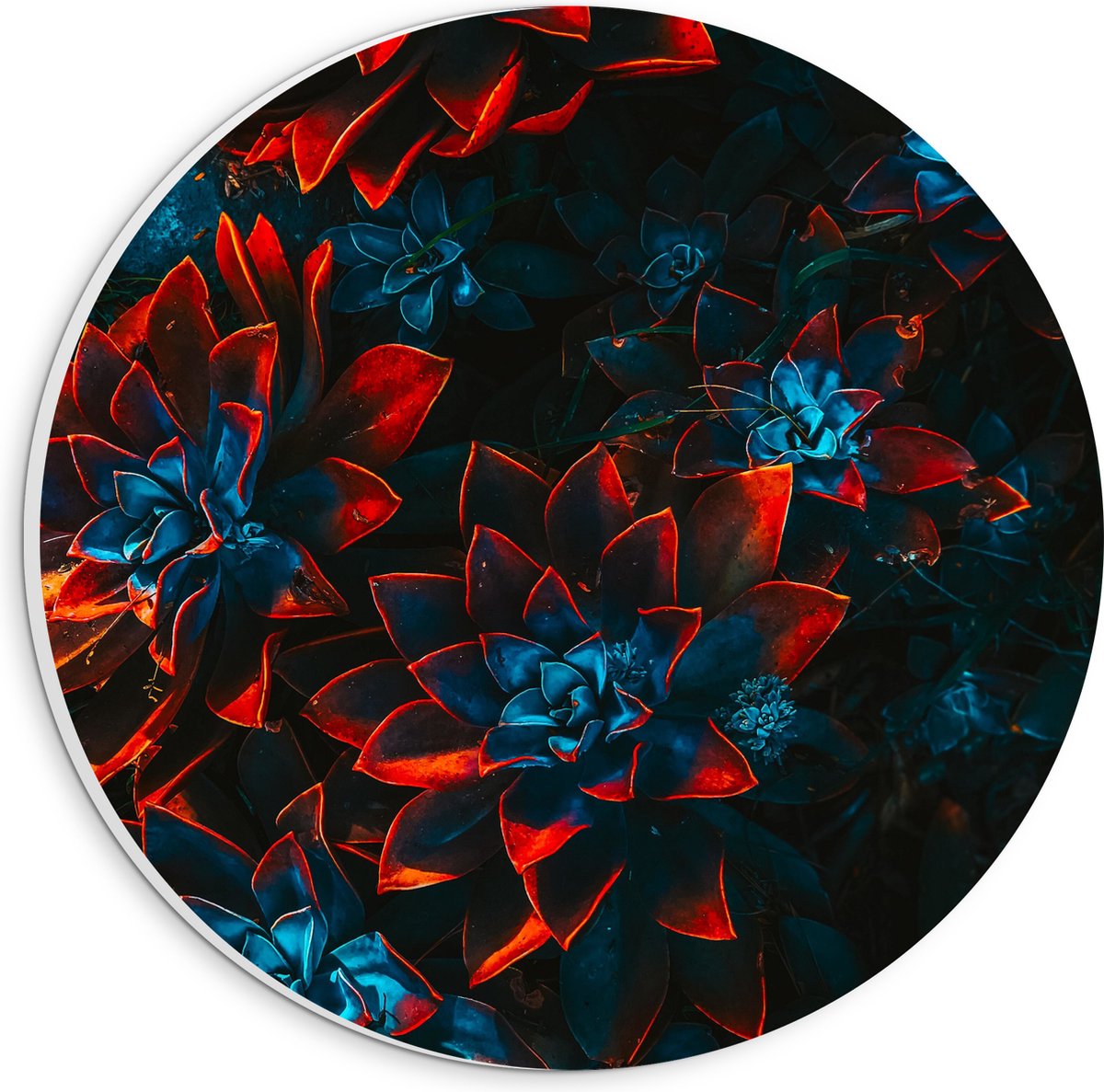 PVC Schuimplaat Muurcirkel - Blauwe Echeveria Struik met Rode Details op Planten - 20x20 cm Foto op Muurcirkel (met ophangsysteem)