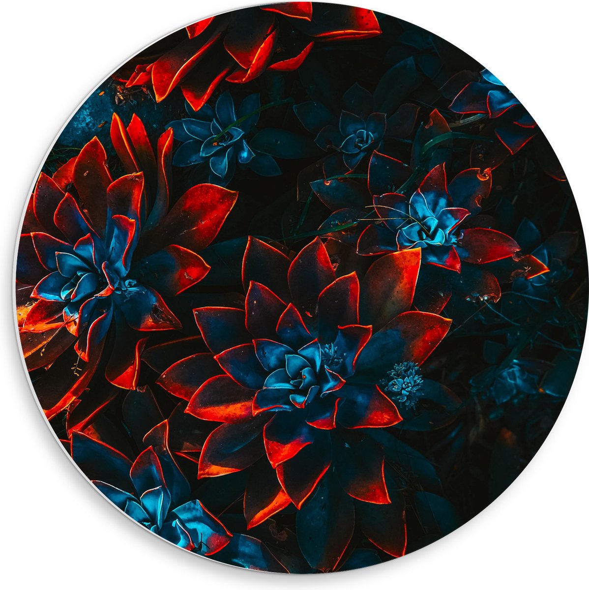 PVC Schuimplaat Muurcirkel - Blauwe Echeveria Struik met Rode Details op Planten - 50x50 cm Foto op Muurcirkel (met ophangsysteem)