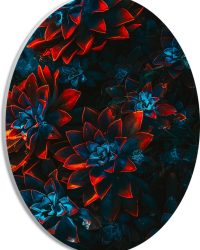 PVC Schuimplaat Ovaal - Blauwe Echeveria Struik met Rode Details op Planten - 21x28 cm Foto op Ovaal (Met Ophangsysteem)
