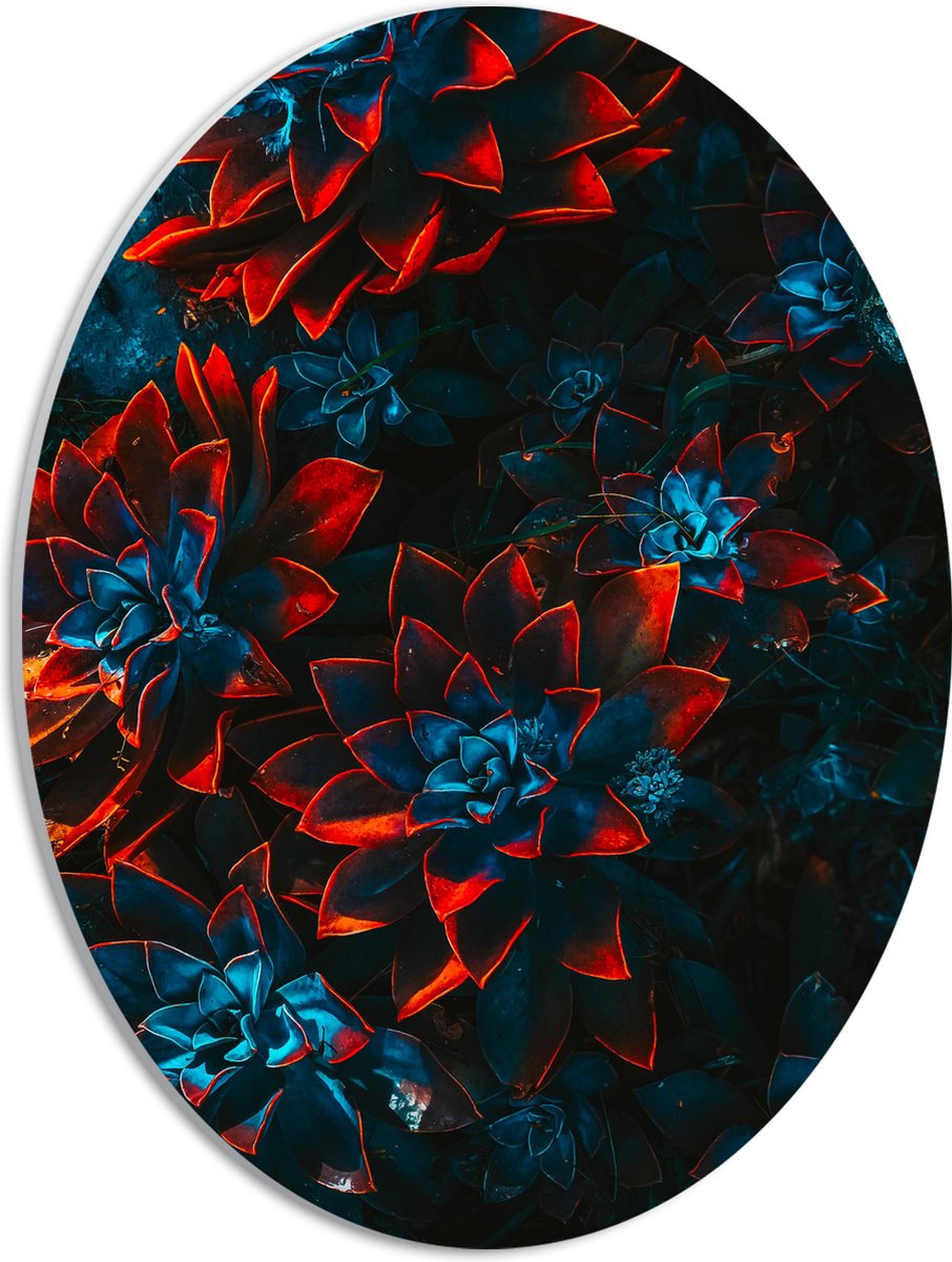 PVC Schuimplaat Ovaal - Blauwe Echeveria Struik met Rode Details op Planten - 30x40 cm Foto op Ovaal (Met Ophangsysteem)