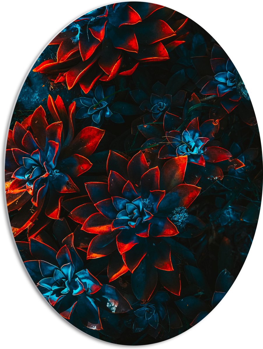 PVC Schuimplaat Ovaal - Blauwe Echeveria Struik met Rode Details op Planten - 51x68 cm Foto op Ovaal (Met Ophangsysteem)
