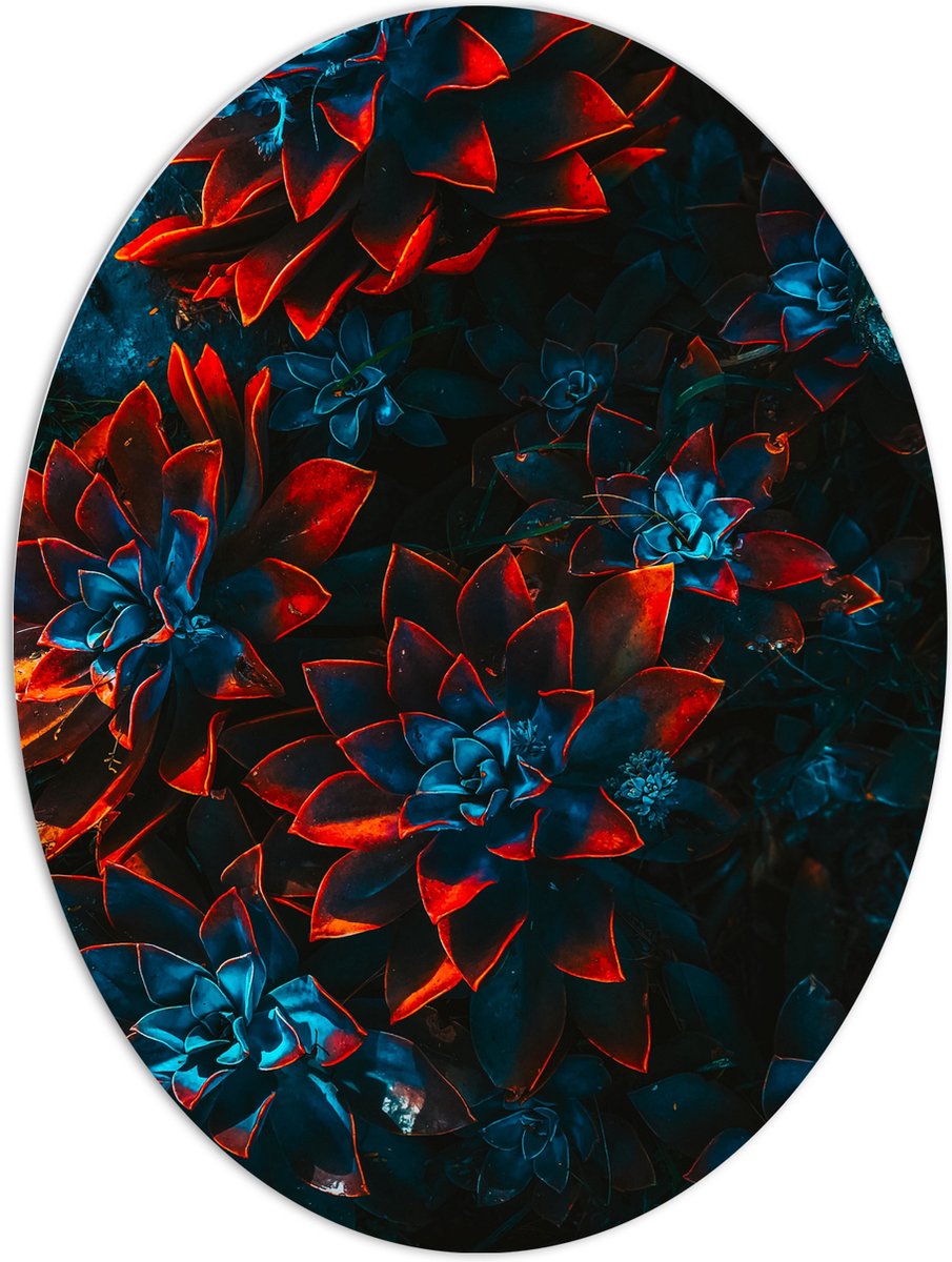 PVC Schuimplaat Ovaal - Blauwe Echeveria Struik met Rode Details op Planten - 60x80 cm Foto op Ovaal (Met Ophangsysteem)