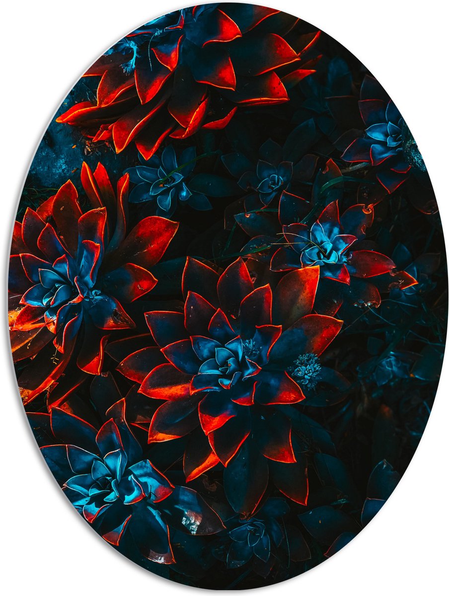 PVC Schuimplaat Ovaal - Blauwe Echeveria Struik met Rode Details op Planten - 72x96 cm Foto op Ovaal (Met Ophangsysteem)