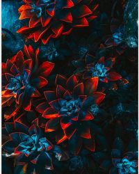 Poster Glanzend - Blauwe Echeveria Struik met Rode Details op Planten - 60x80 cm Foto op Posterpapier met Glanzende Afwerking