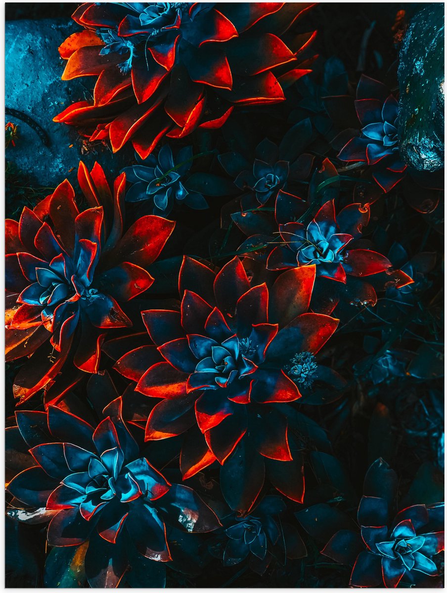 Poster Glanzend - Blauwe Echeveria Struik met Rode Details op Planten - 60x80 cm Foto op Posterpapier met Glanzende Afwerking