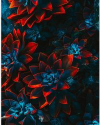 Poster Glanzend - Blauwe Echeveria Struik met Rode Details op Planten - 60x90 cm Foto op Posterpapier met Glanzende Afwerking