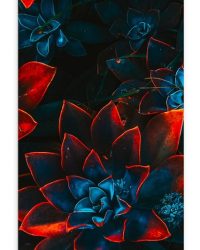 Textielposter - Blauwe Echeveria Struik met Rode Details op Planten - 30x90 cm Foto op Textiel