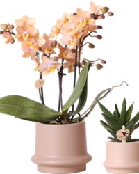 Kolibri Company - Planten set Ring pot zand | Set met geurende Phalaenopsis orchidee Ø9cm en groene planten Succulent Aloë Brevifolia Ø6cm | incl. zand kleurige sierpotten