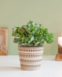 Plantje.nl - Crassula Curly Green - Jadeplant - P12 - Zon planten