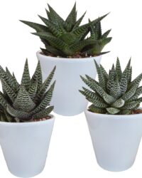Cactussen van Botanicly - 3 × Gasteria/Haworthia mix 8,5 cm in witte pot | 3 stuks - Hoogte: 15 cm - Cactus mix - white (4)