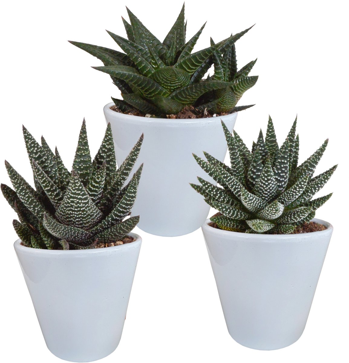 Cactussen van Botanicly - 3 × Gasteria/Haworthia mix 8,5 cm in witte pot | 3 stuks - Hoogte: 15 cm - Cactus mix - white (4)