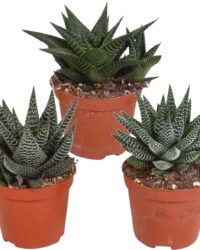 Cactussen van Botanicly - 3 × Gasteria/Haworthia mix 8,5 cm x 3 - Hoogte: 15 cm - Gasteria/Haworthia mix